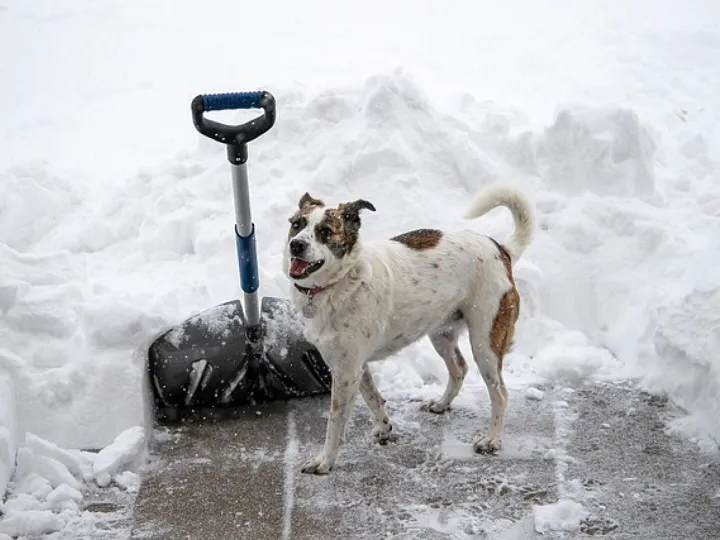 Snow-Shovel-4658403_640