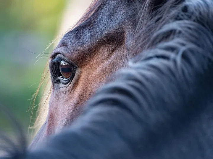 Horse, eye, mane, close up, horse eye, horse