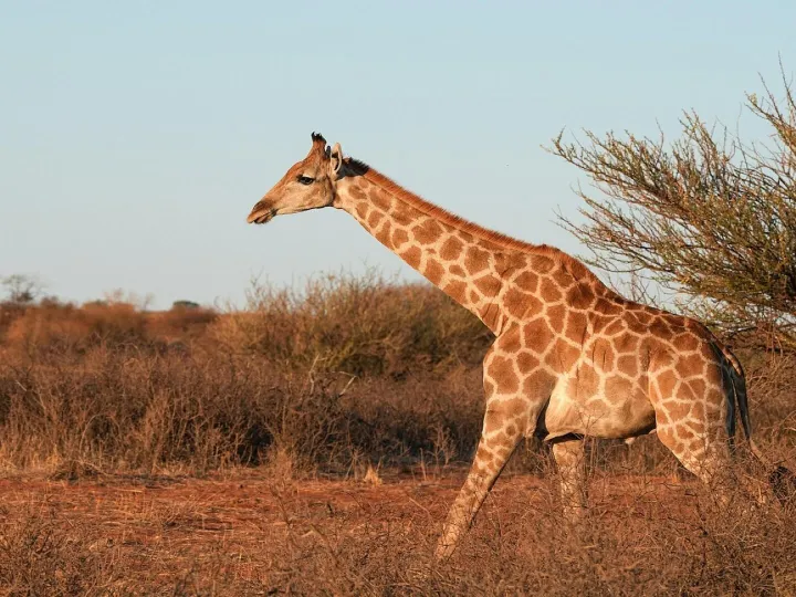 Giraffe, animal, mammal, nature, wildlife