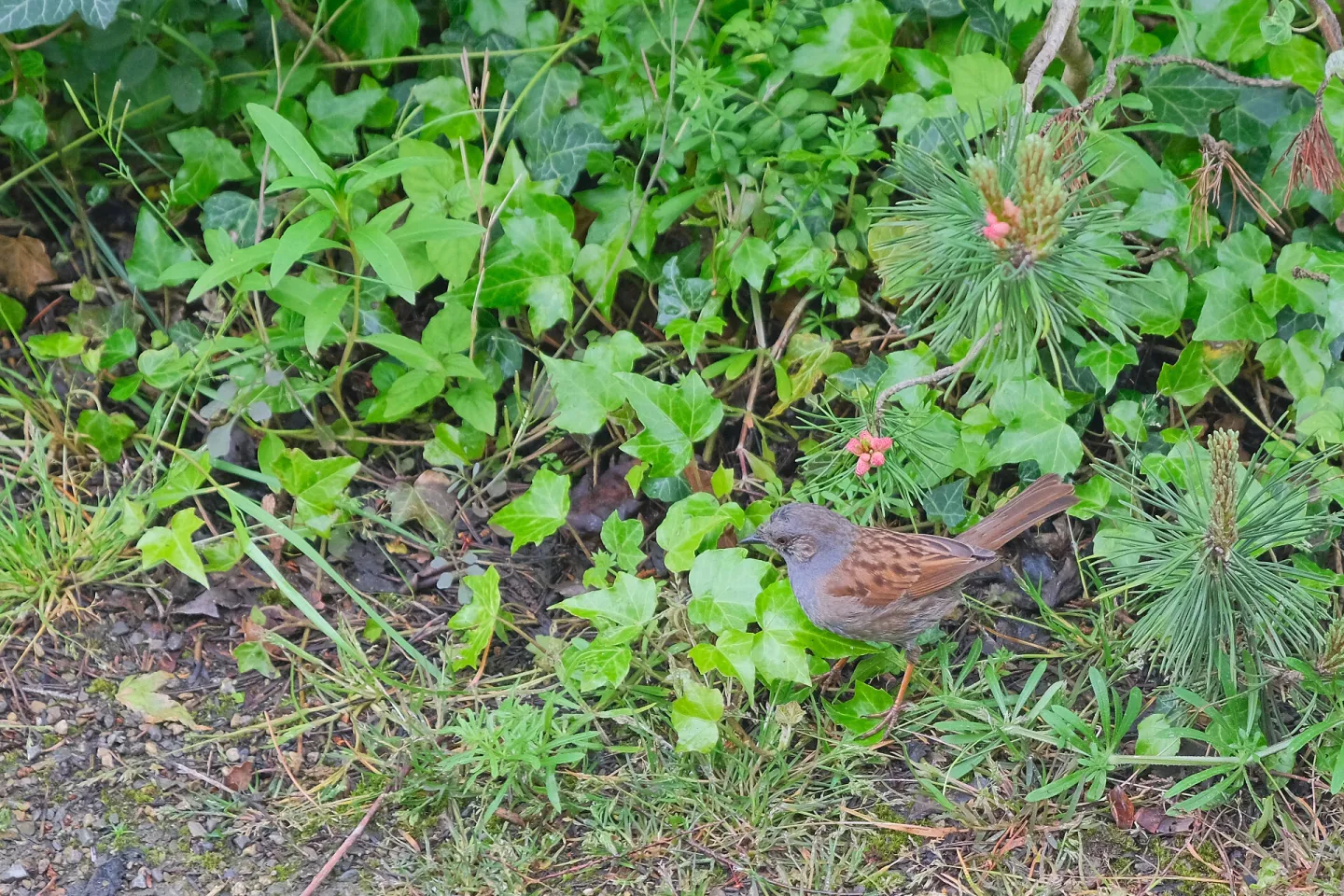 RR Dunnock F9332