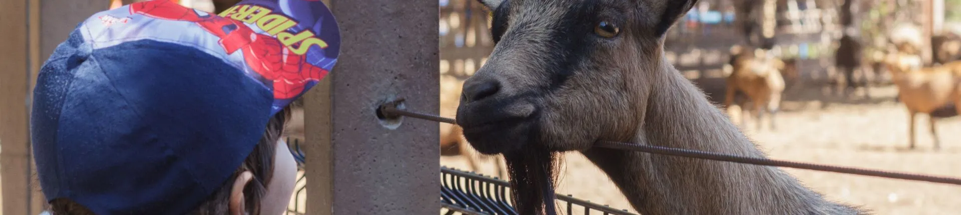 Young child meeting a goat through a fence at a petting farm