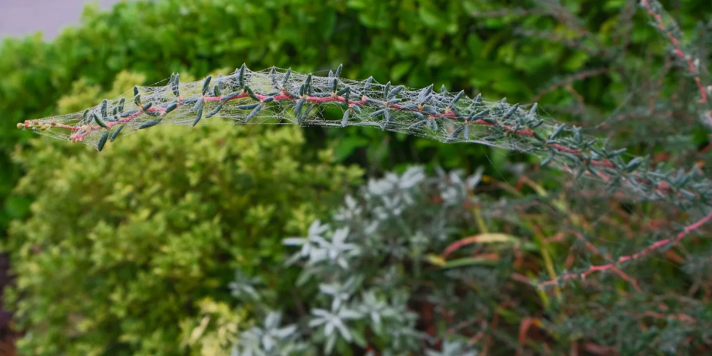 RR Spider Web On Berberis F0063