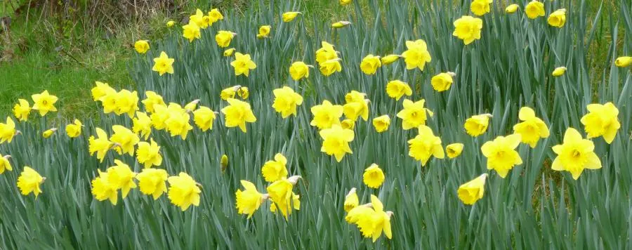 Daffodils