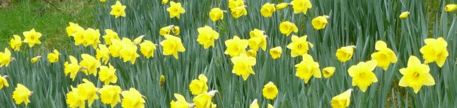 Daffodils