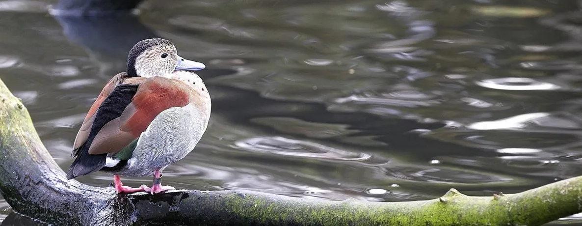 Duck