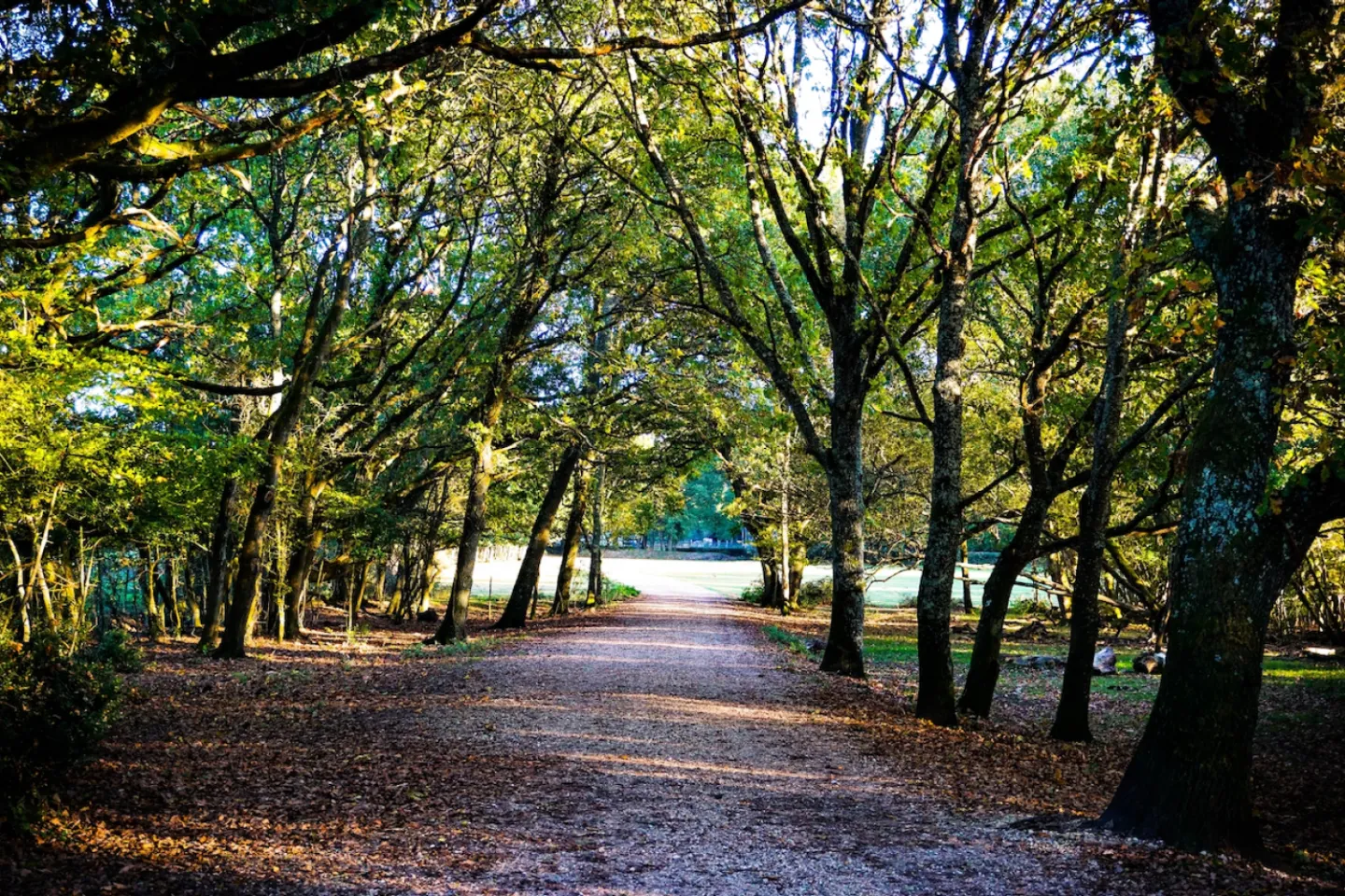 Walk