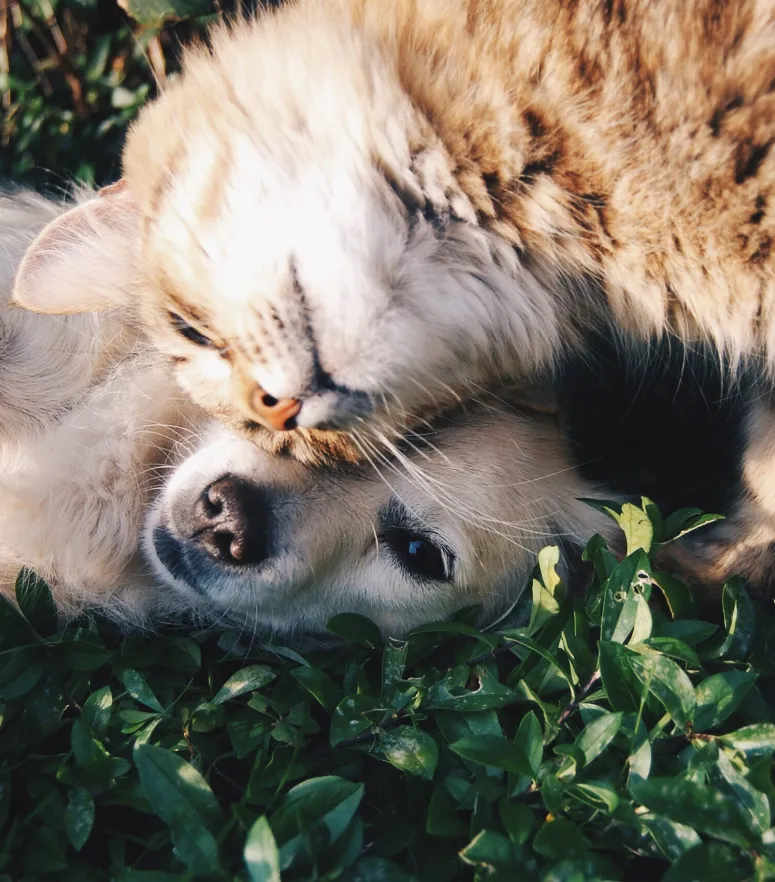 cat and dog love pet bereavement