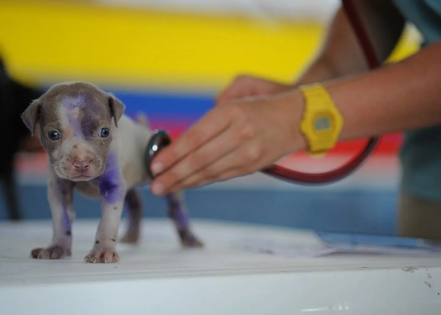 puppy being examined