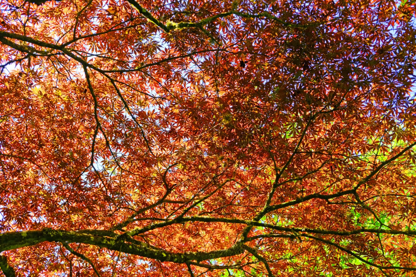 ~Woodland canopy_F3589