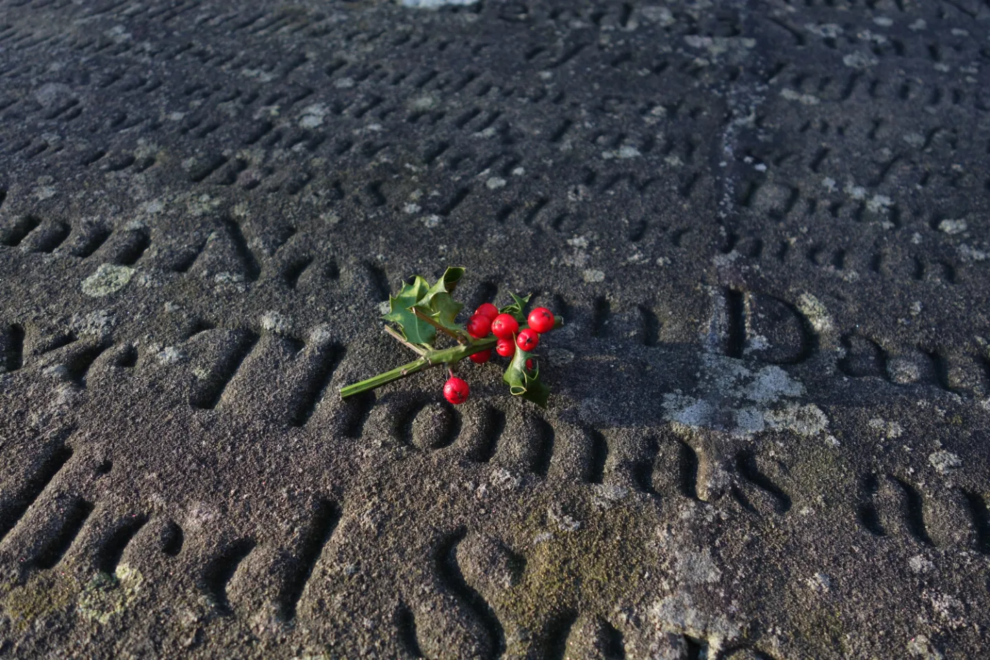 The Holly
