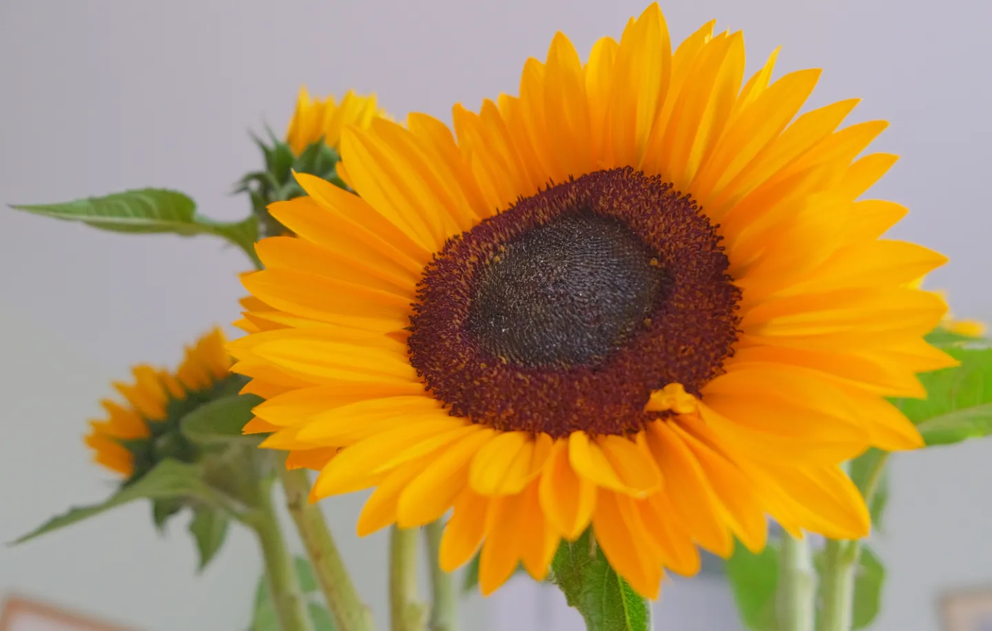 RR Sunflower F3922