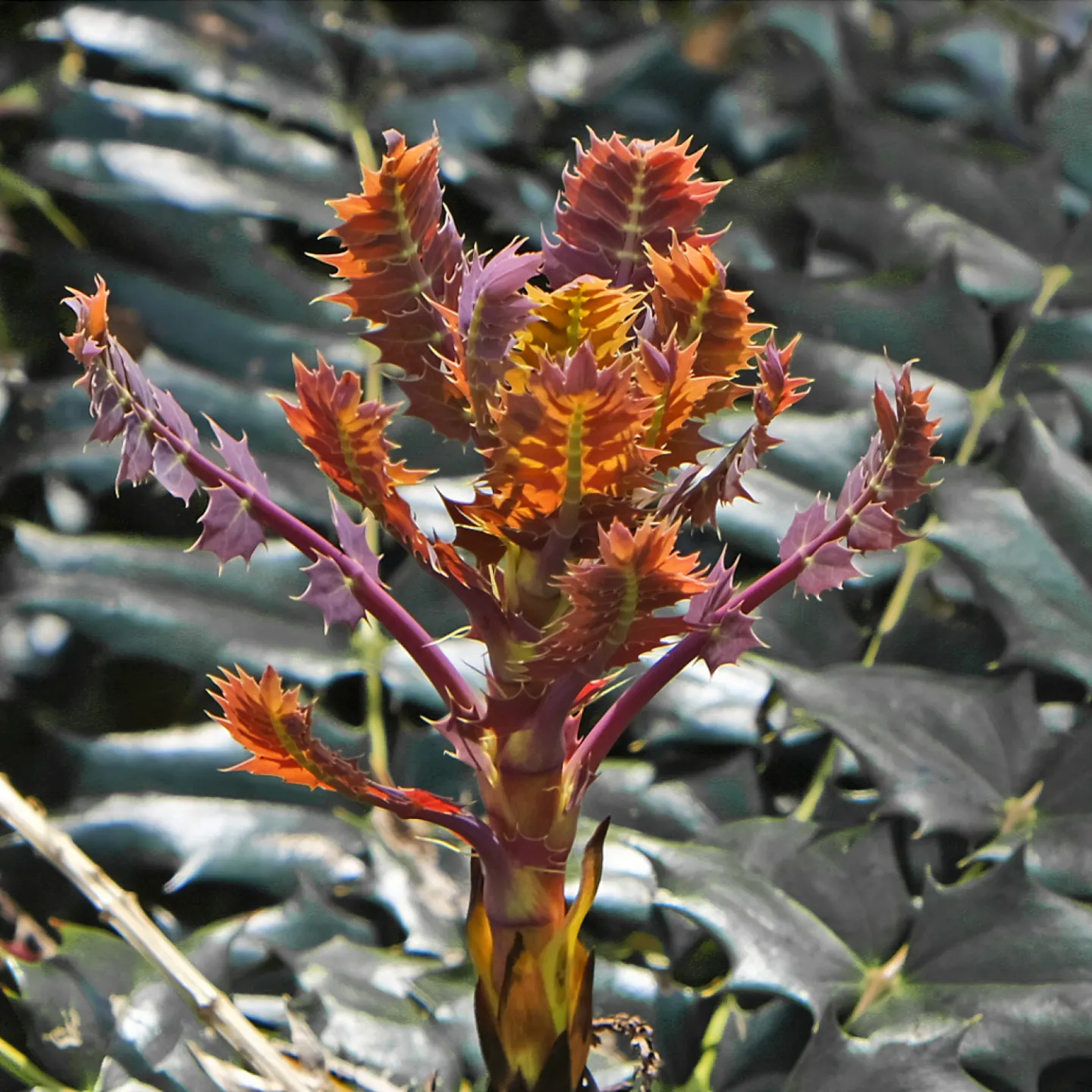 triffid