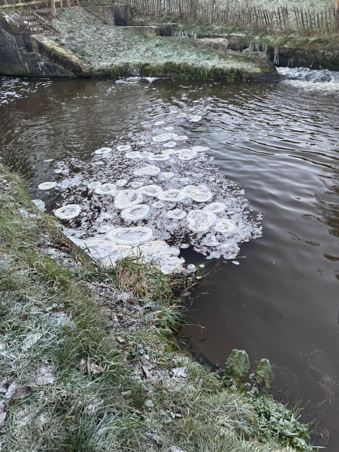 Ice Flowers