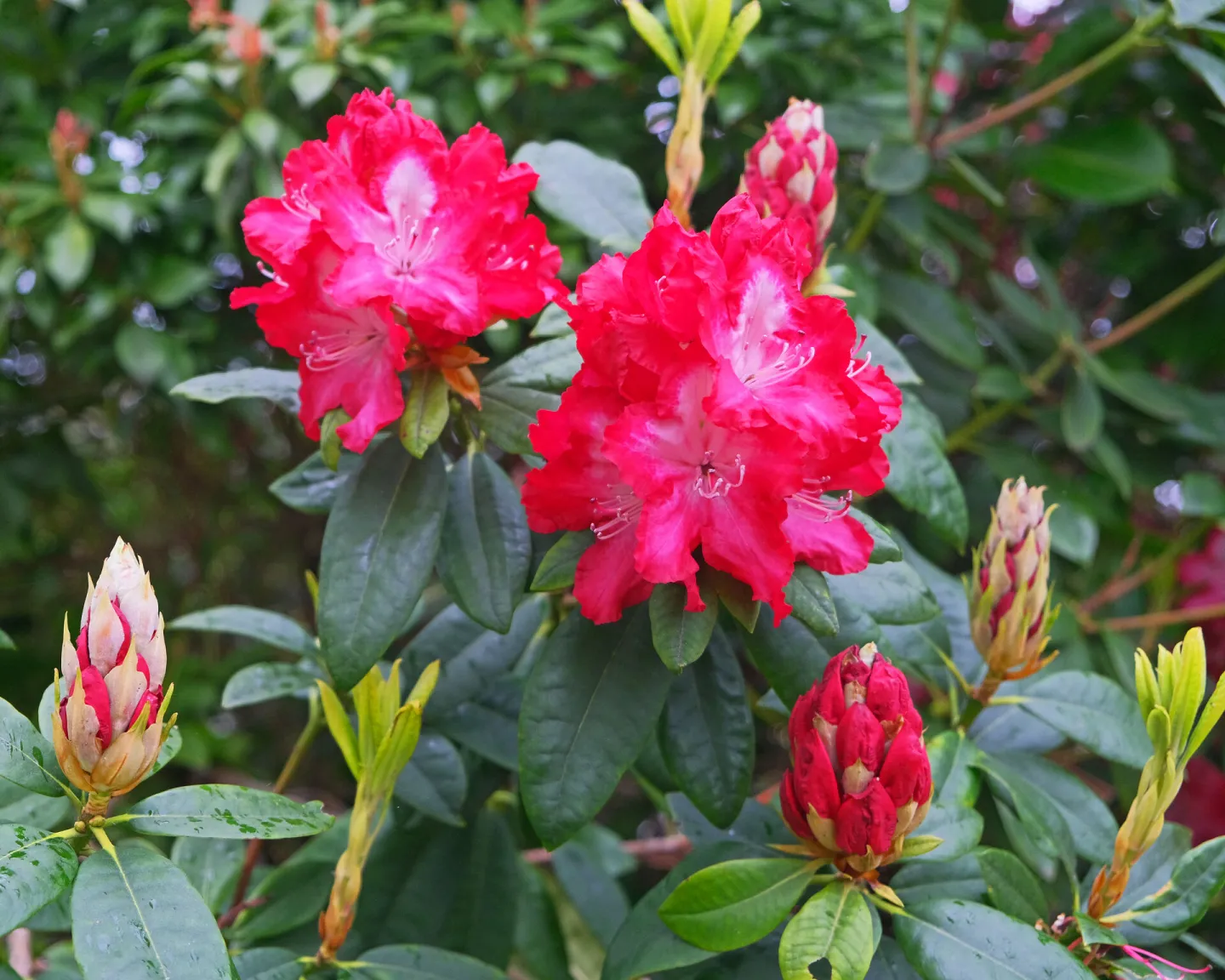 RR Red Rhododendrons F9218