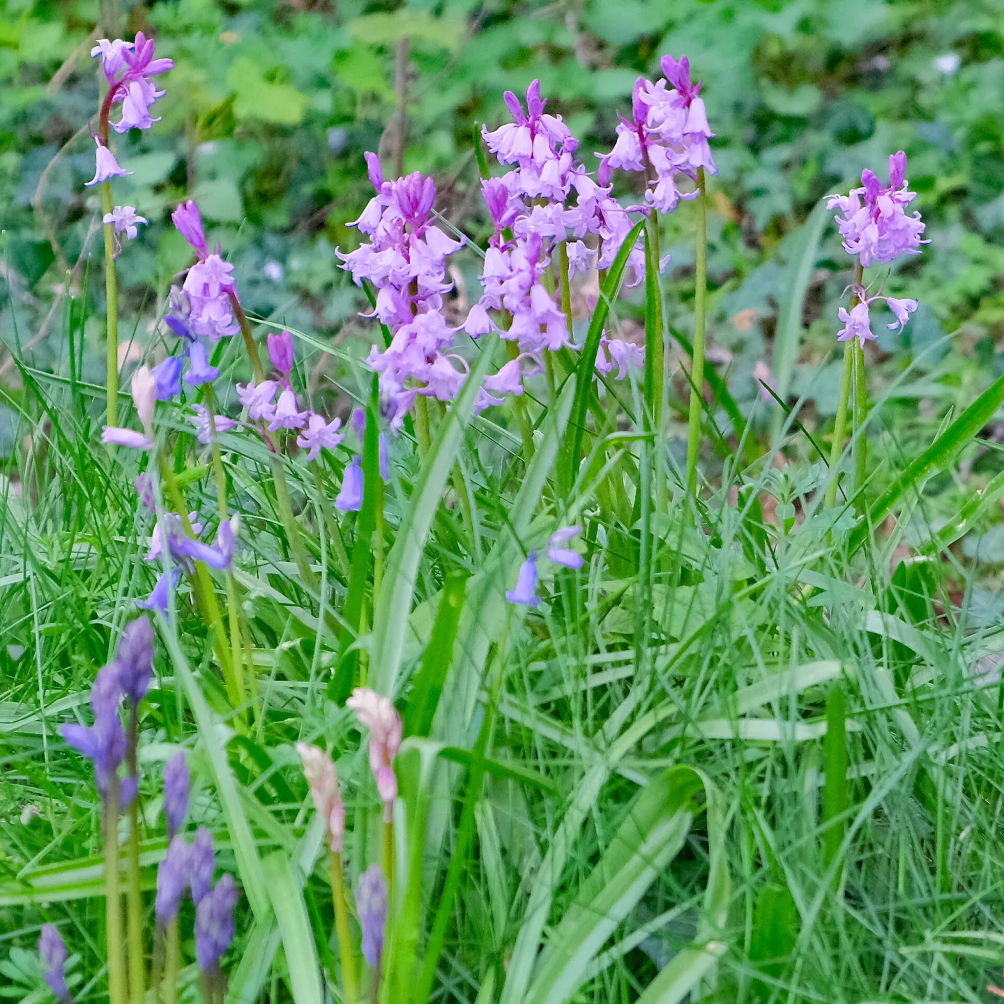 RR Lilac Bells F9206