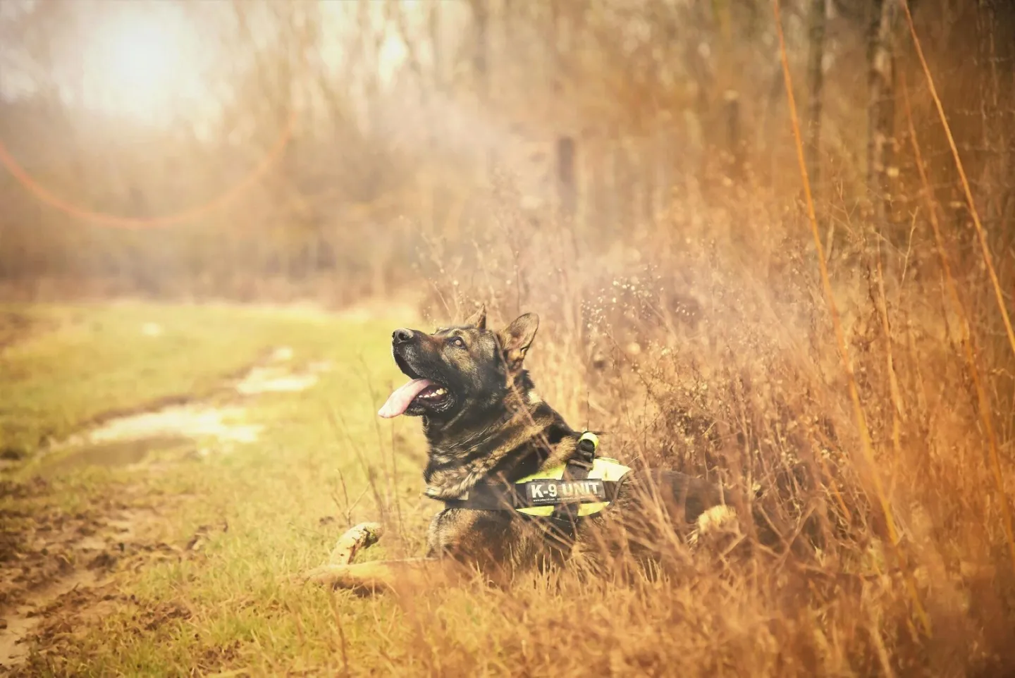K9 Clinic Puppy Training