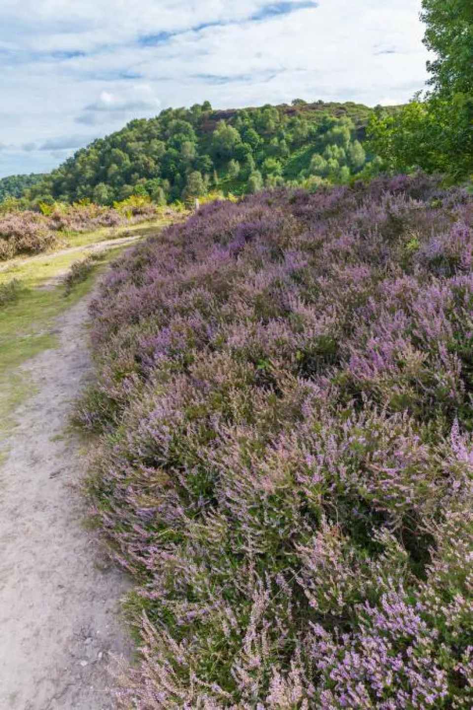 Bickerton Hill in August 19