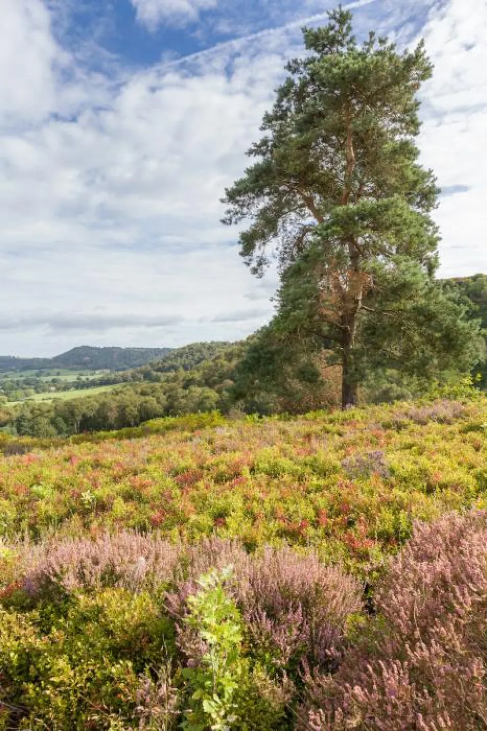 Bickerton Hill in August 18