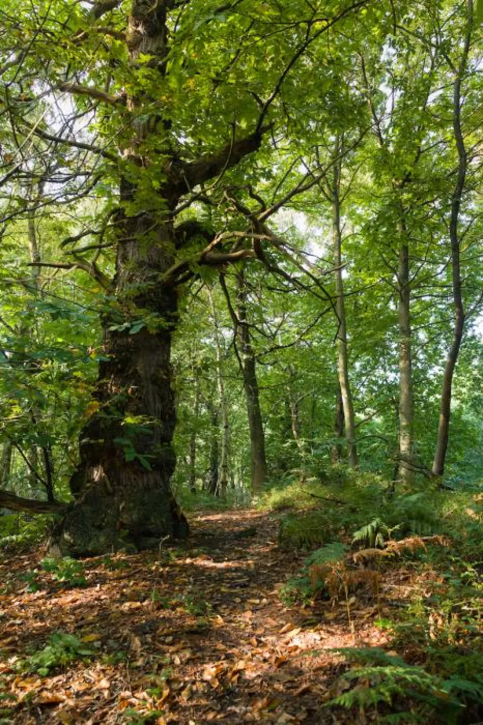 Delamere Forest in September 2