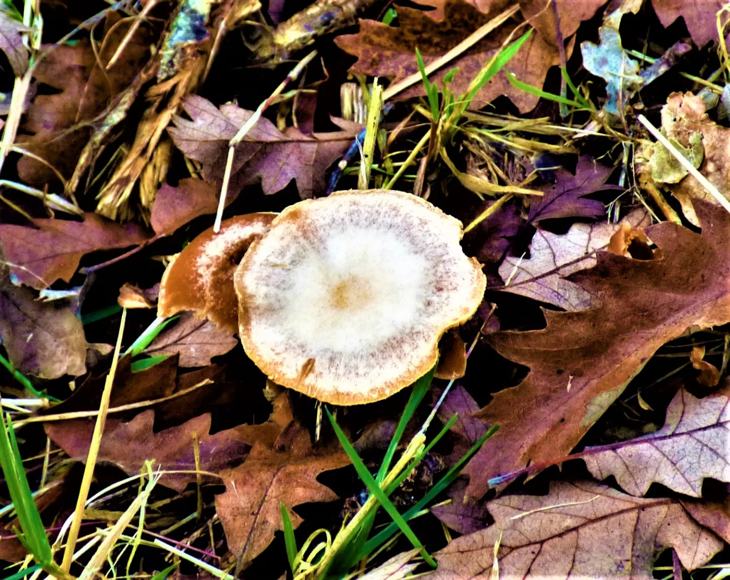 Oakbug Milkcap