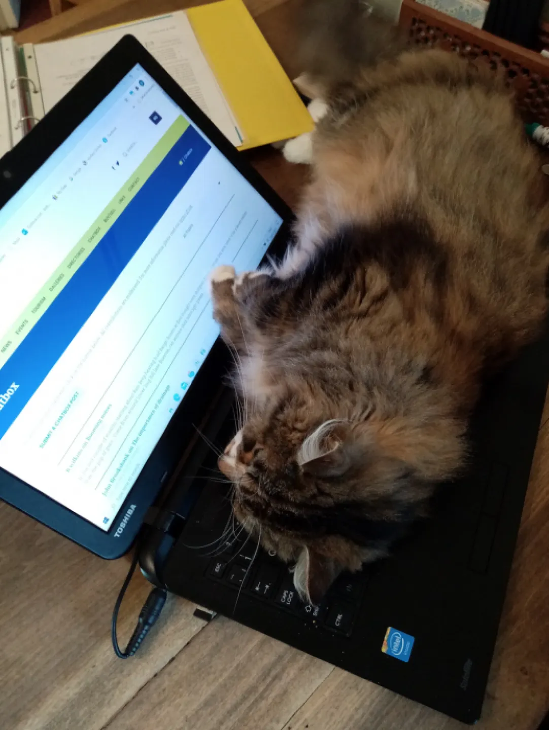 Cat Box on AOL