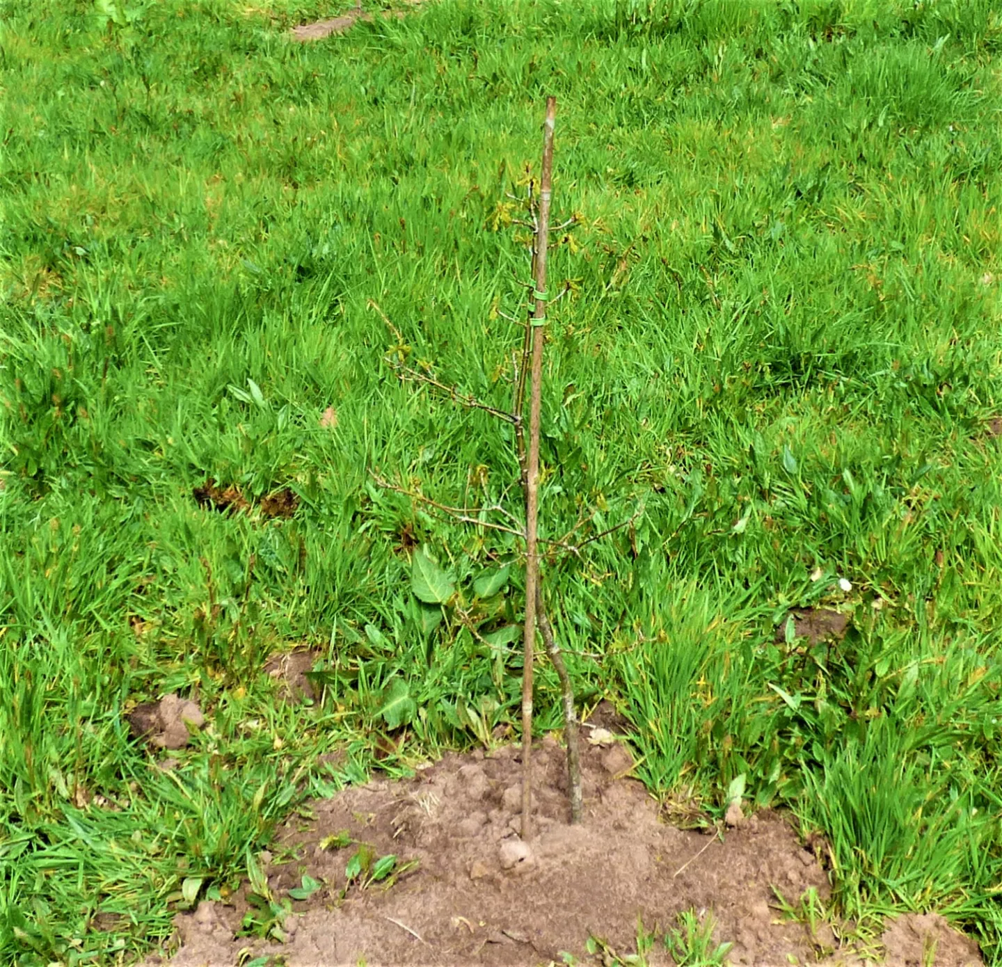 Sapling 1