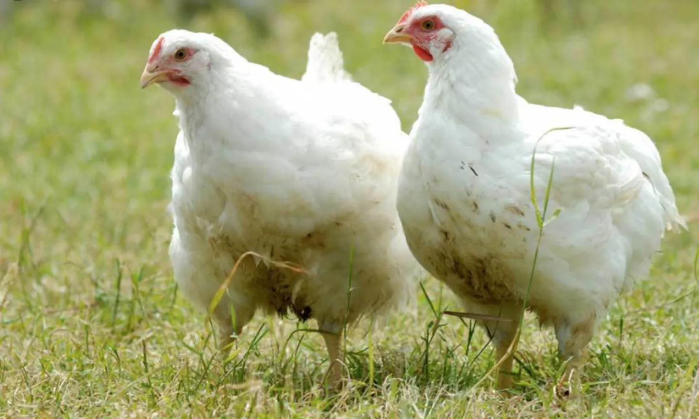 Chickens