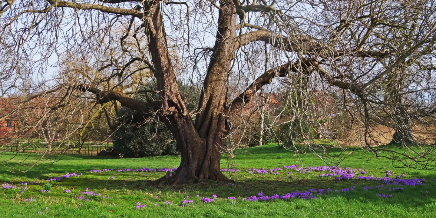 rrSpring Ring_s00833