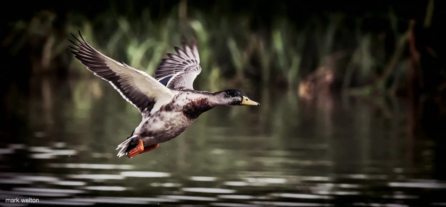 duck