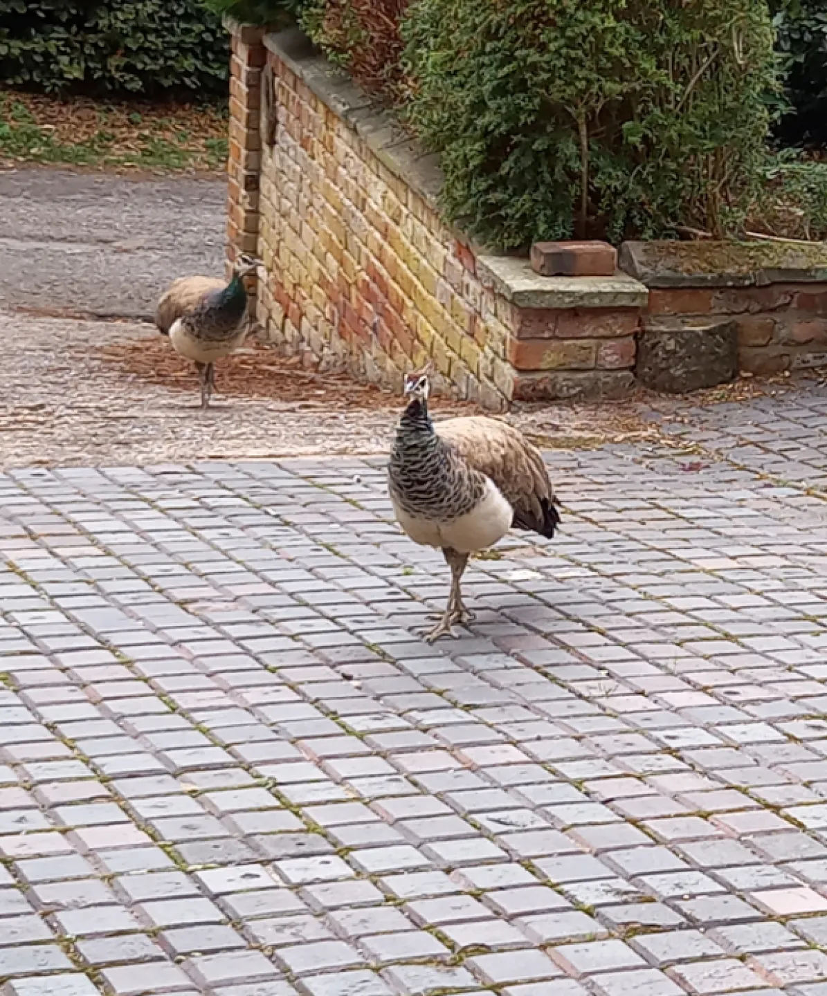 Honk and Mabel on Tour