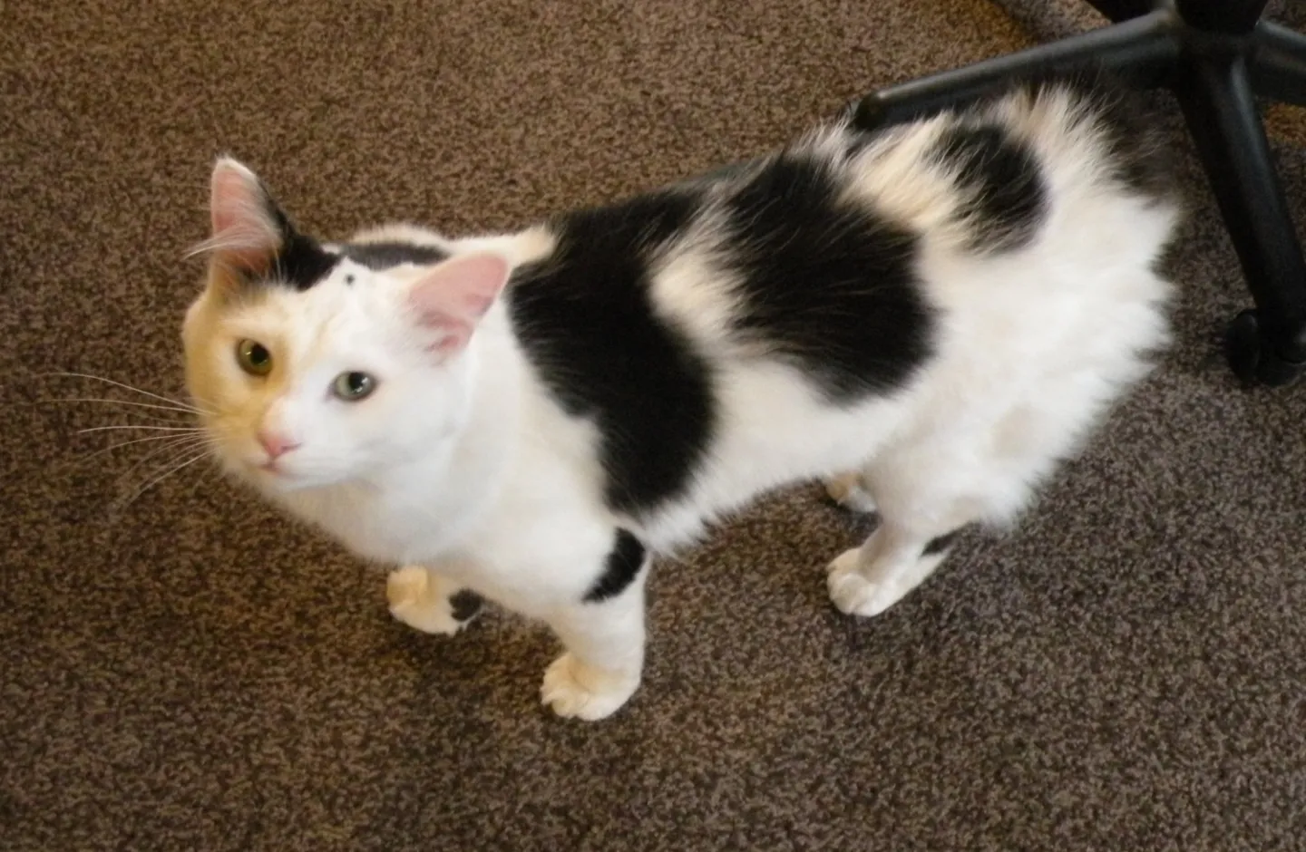 Record 172 Missing Cat Tomasz