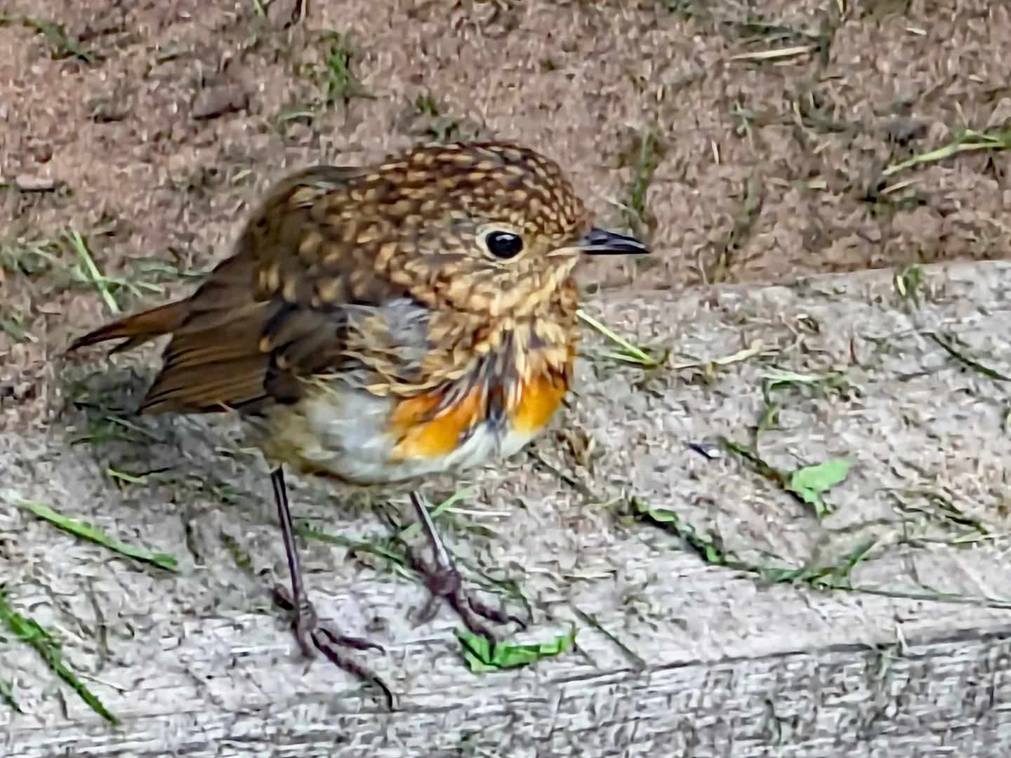 R-Young Robin-PXL_20230821_103338980