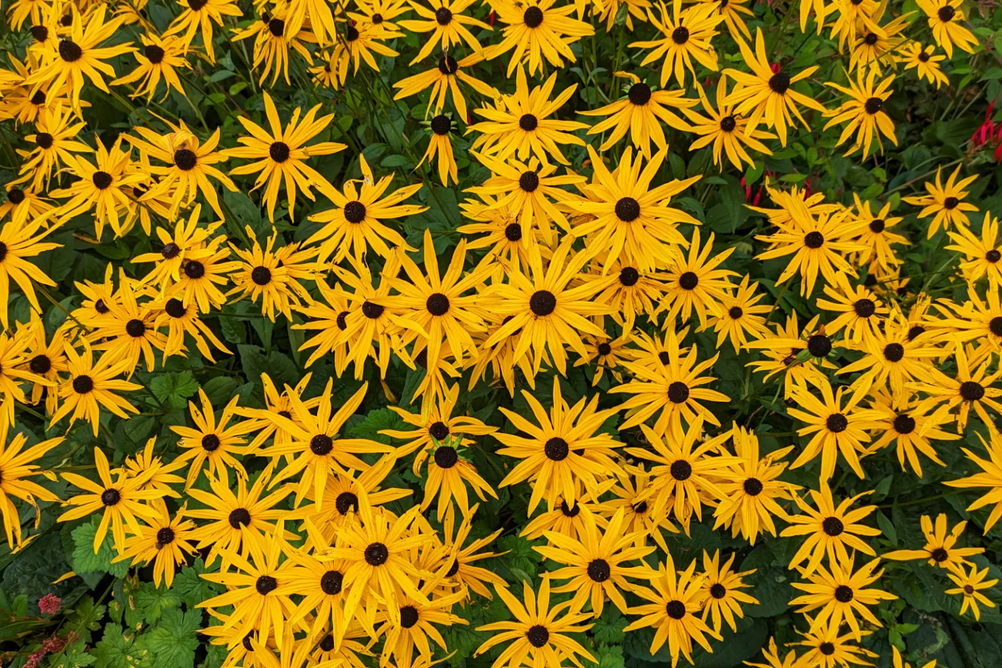 rr_PXL_Sunburst_112447011