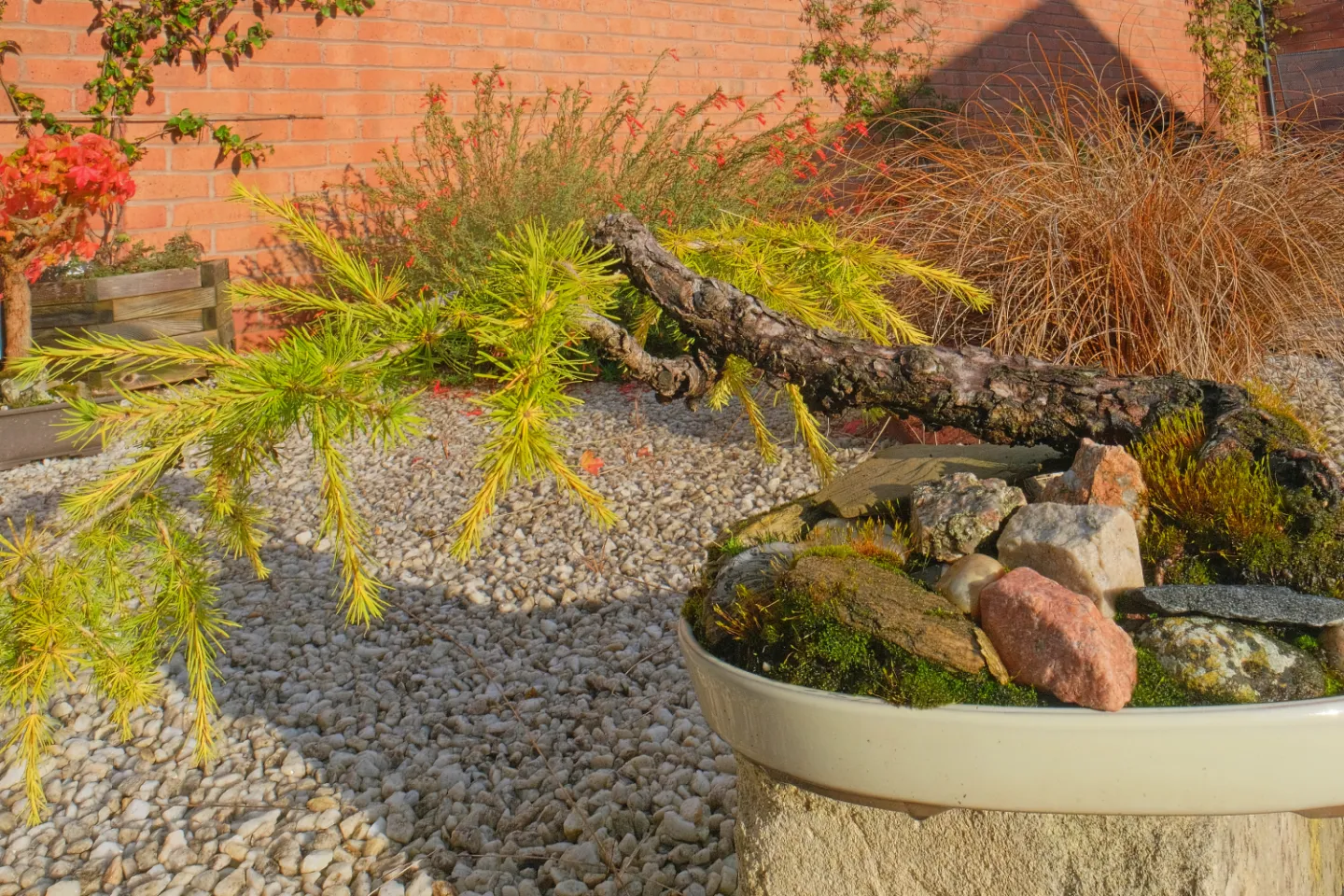 rr bonsai larch F4381