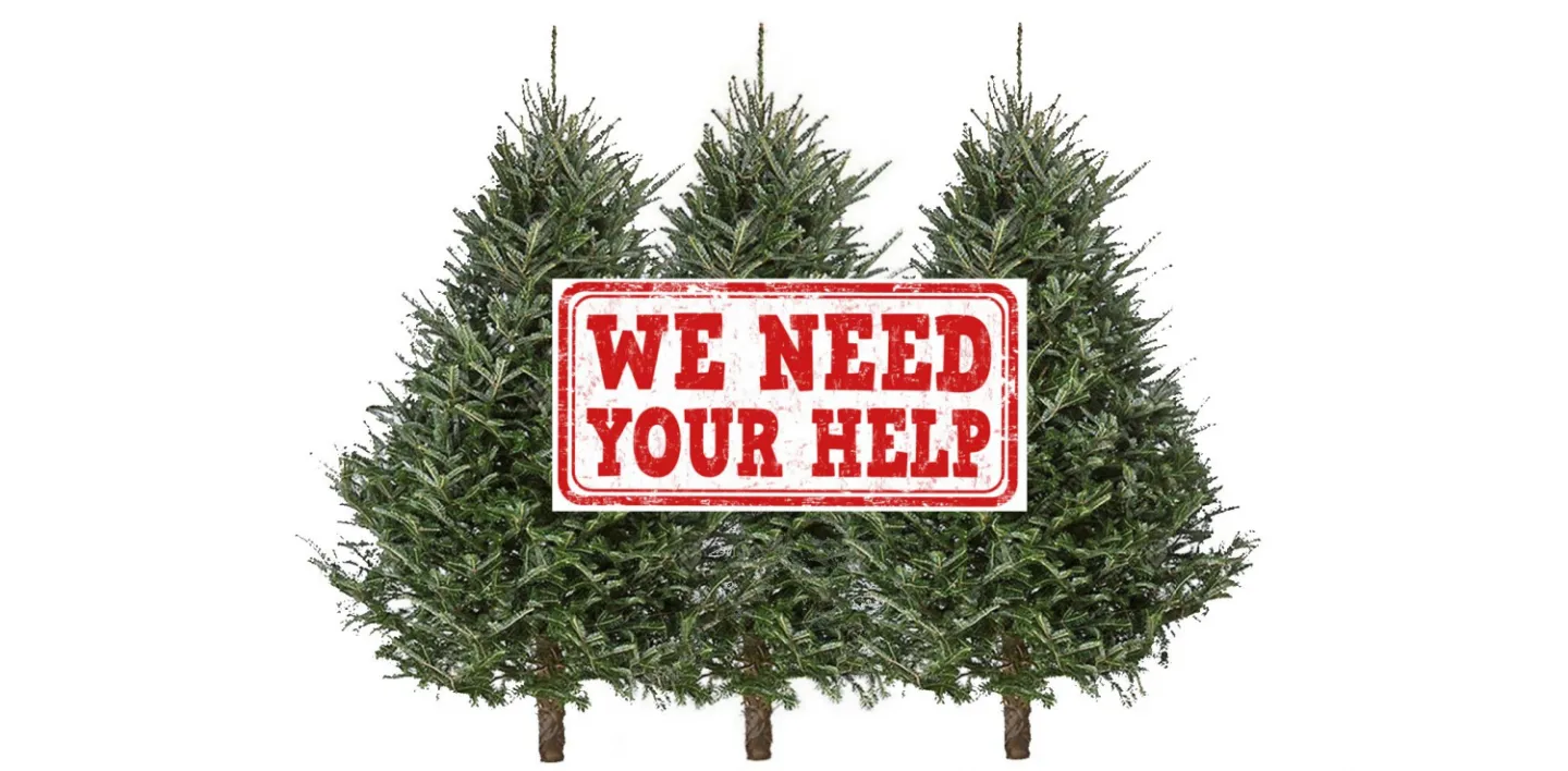 Undressed Christmas Trees Need