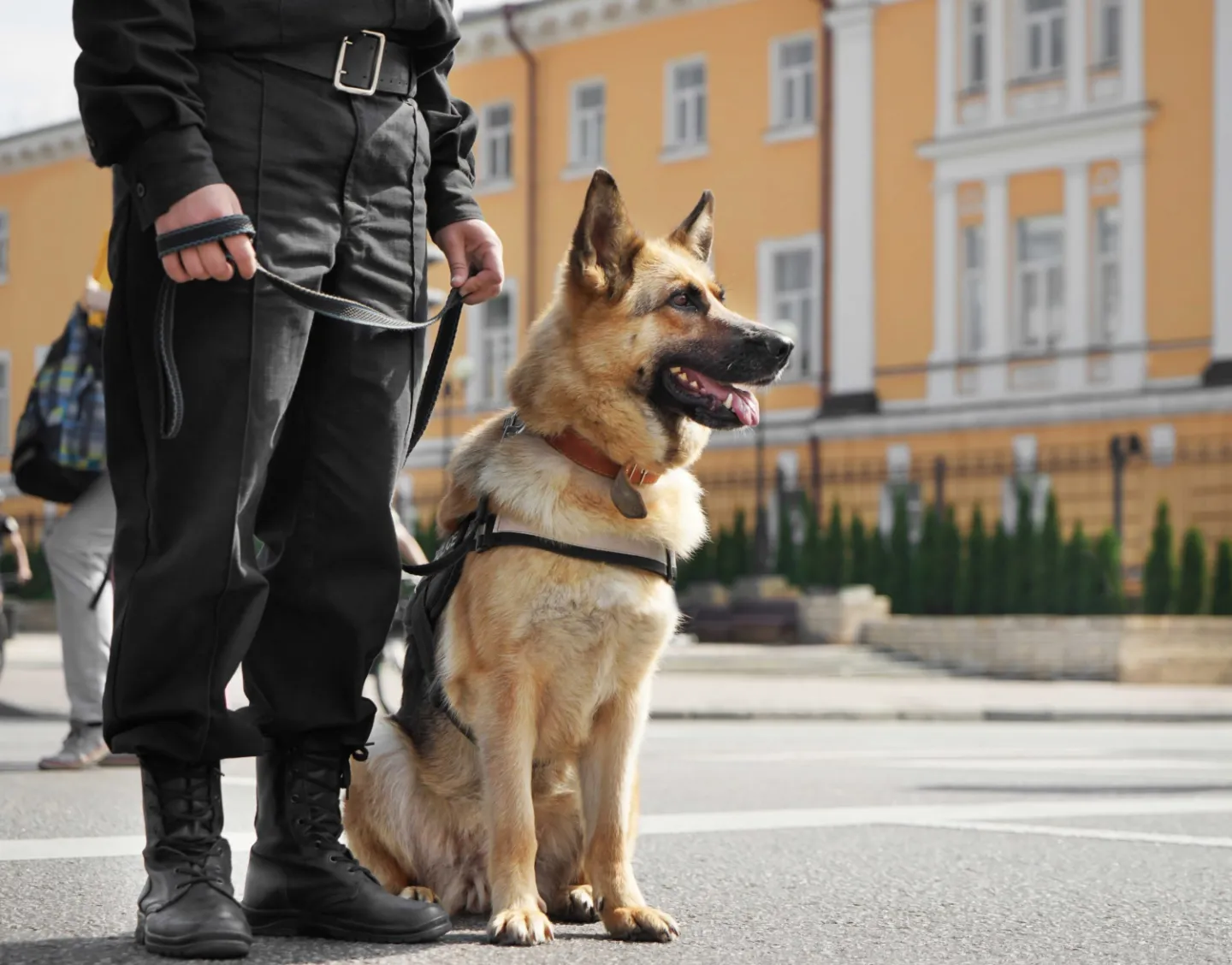 working dog