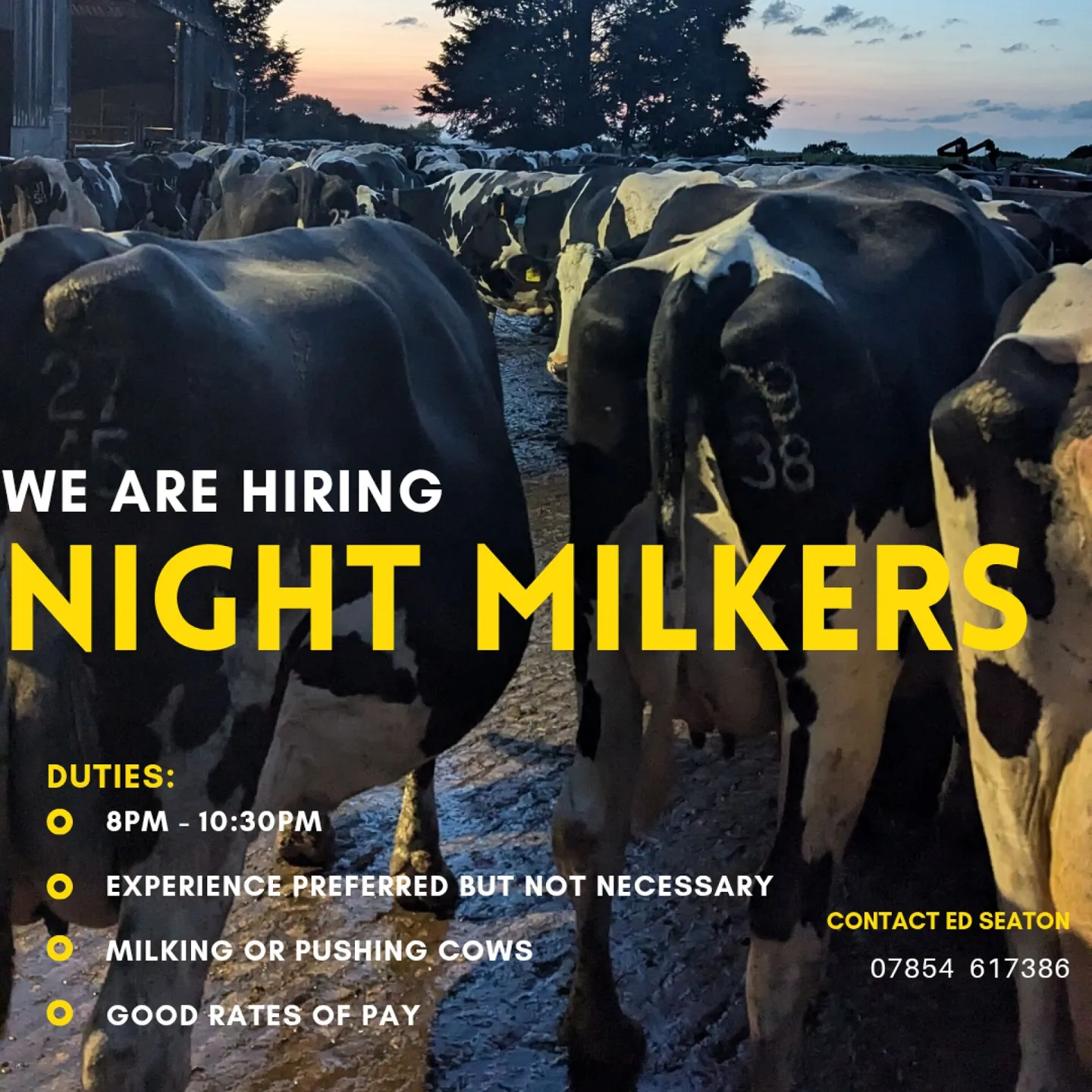 Black and Yellow Full Photo Job Vacancy Instagram