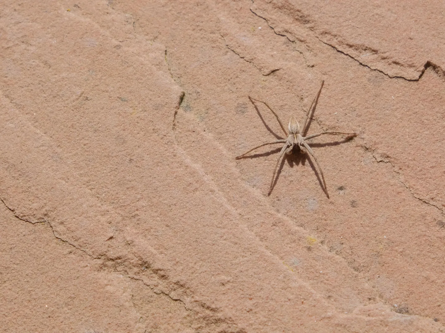 RR Jumping Spider F7061