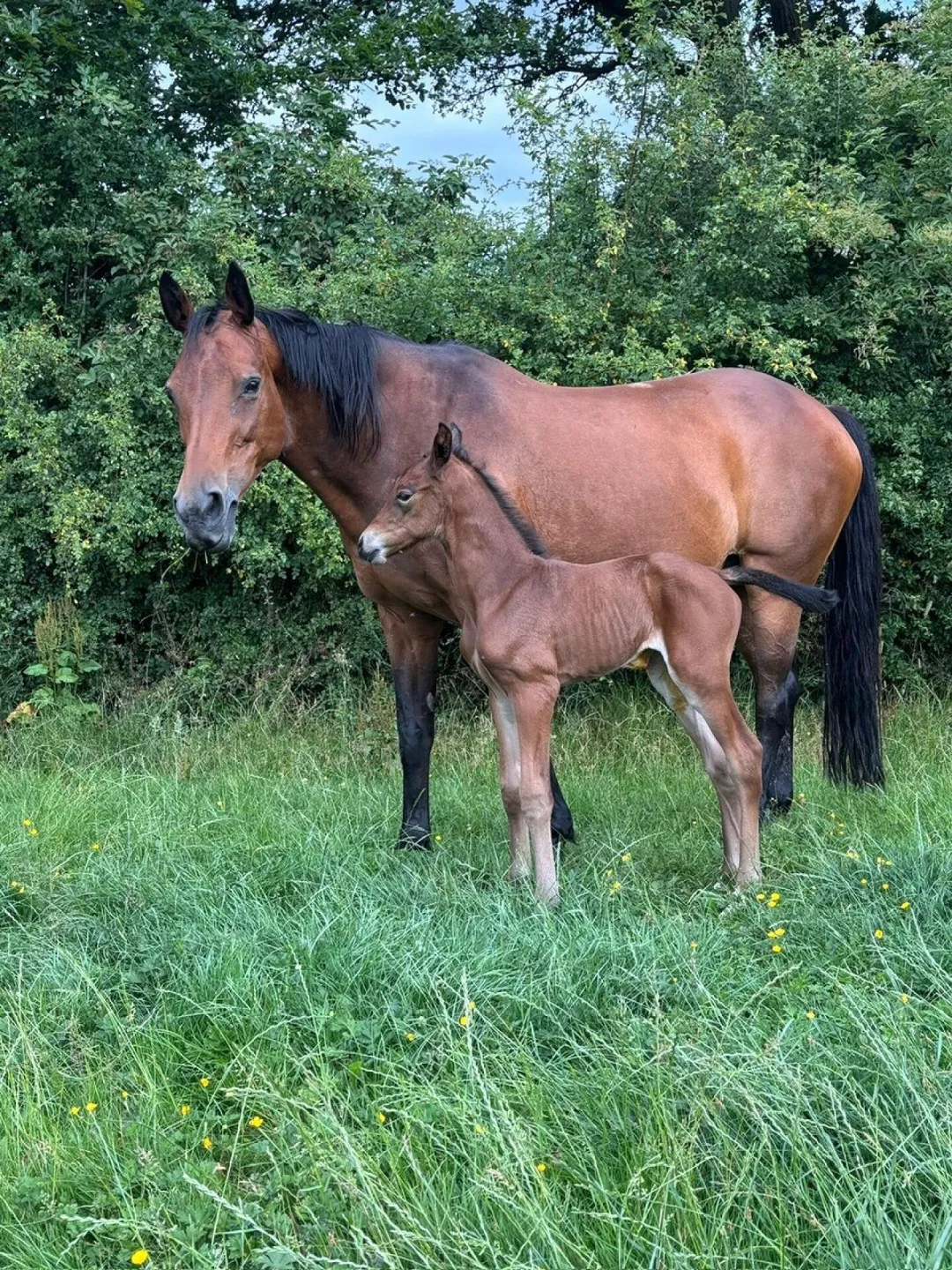 Foals