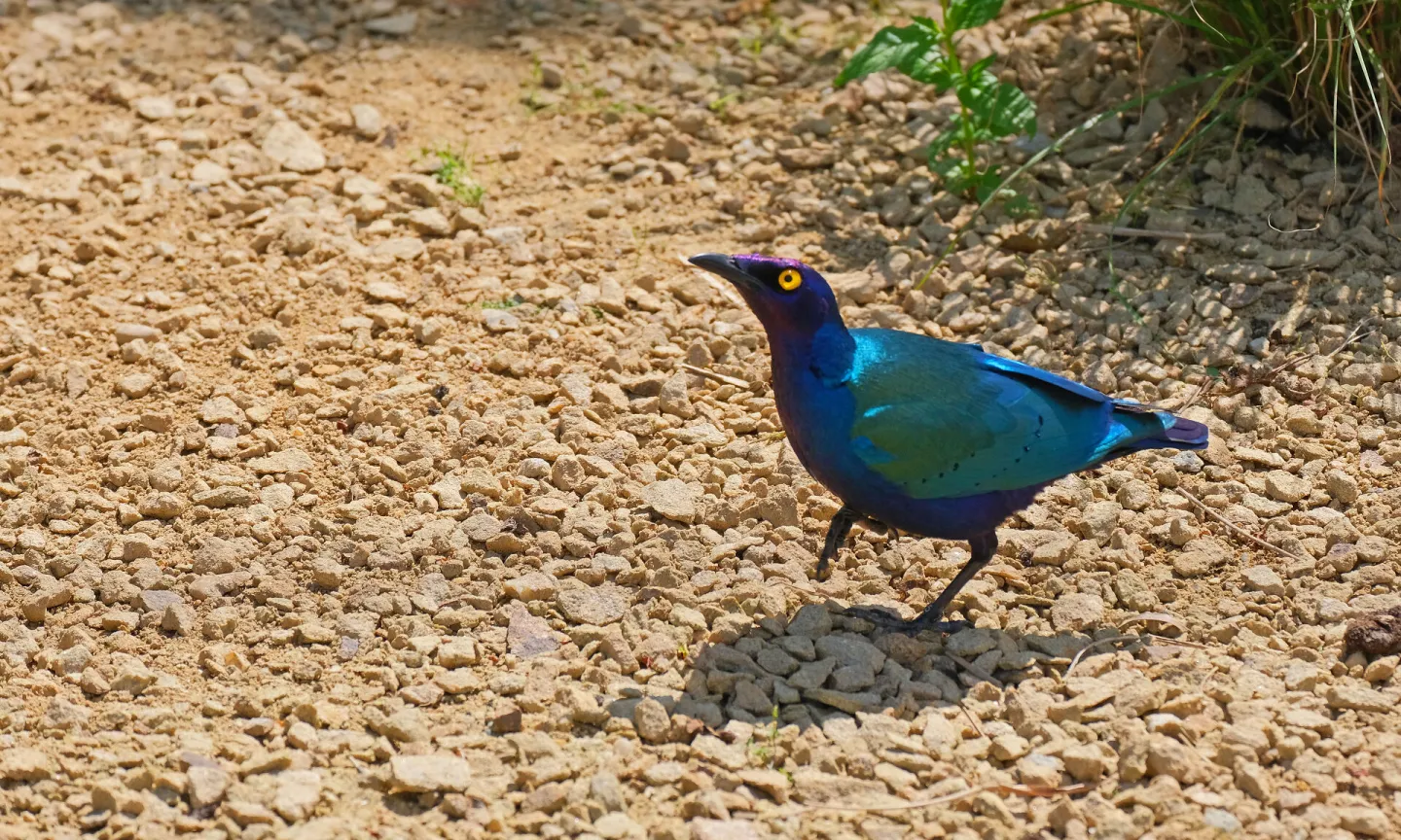 glossy starling