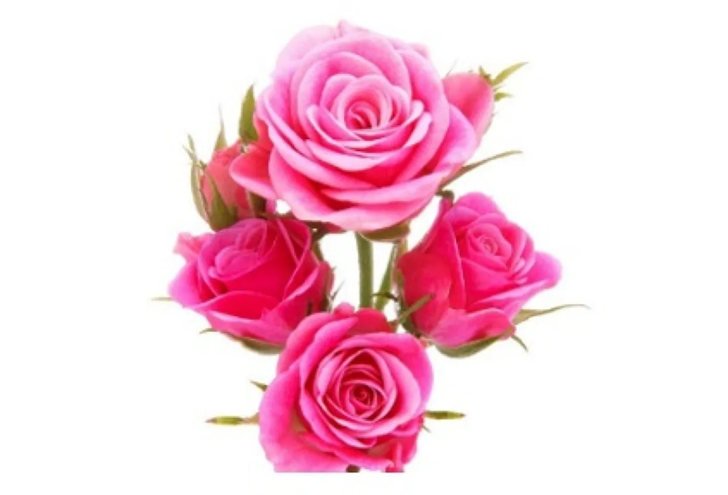 roses