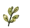Icon-Seedling-Alpha