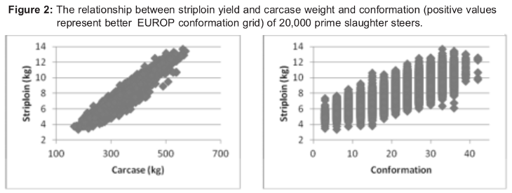 Image 2 from the paper Using video image analysis (VIA) to assess abattoir carcase yields and produce genomic breeding values (GEBV) for genetic improvement of beef carcase traits