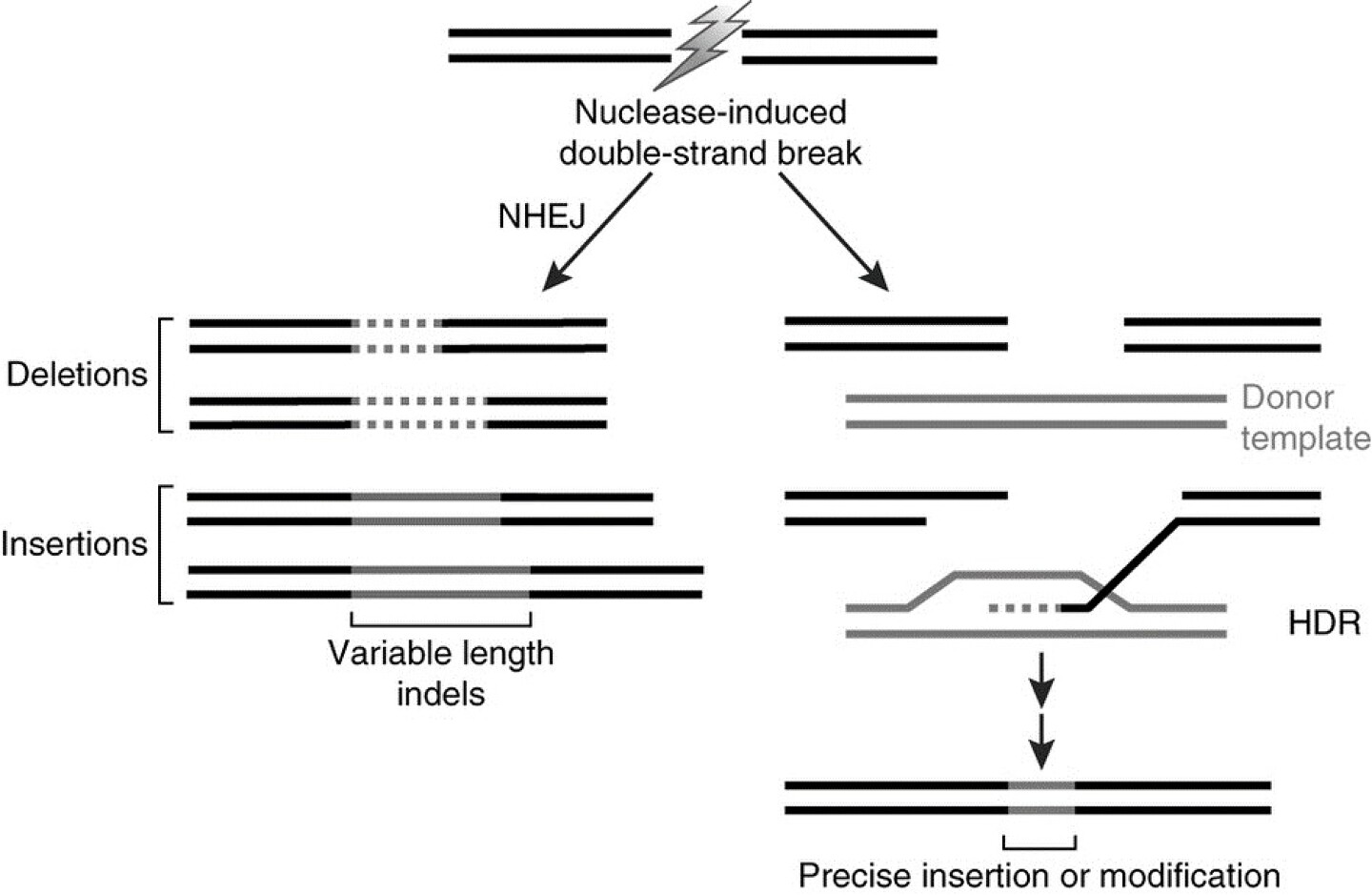 Image 1 from the paper Gene editing &ndash; the pros and cons and relevance to the beef sector