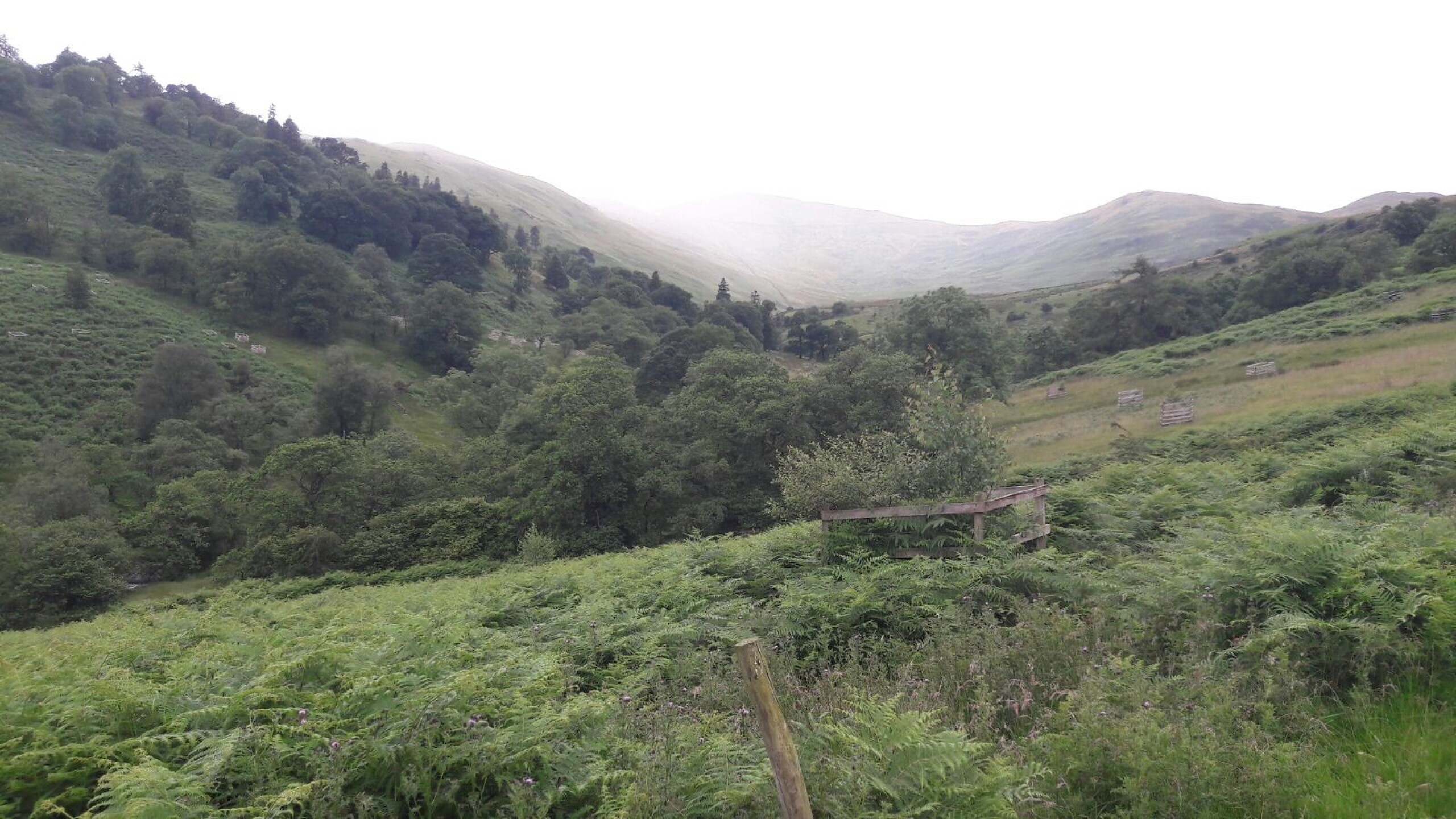 Image 2 from the paper Cattle grazing in the uplands and rough grasslands of the lowlands