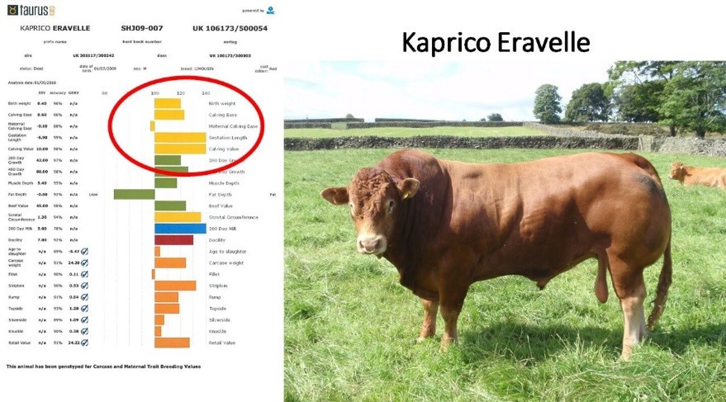 When we compare the profiles of all of the bulls that we have sold to stud, what do we see? Similarities?