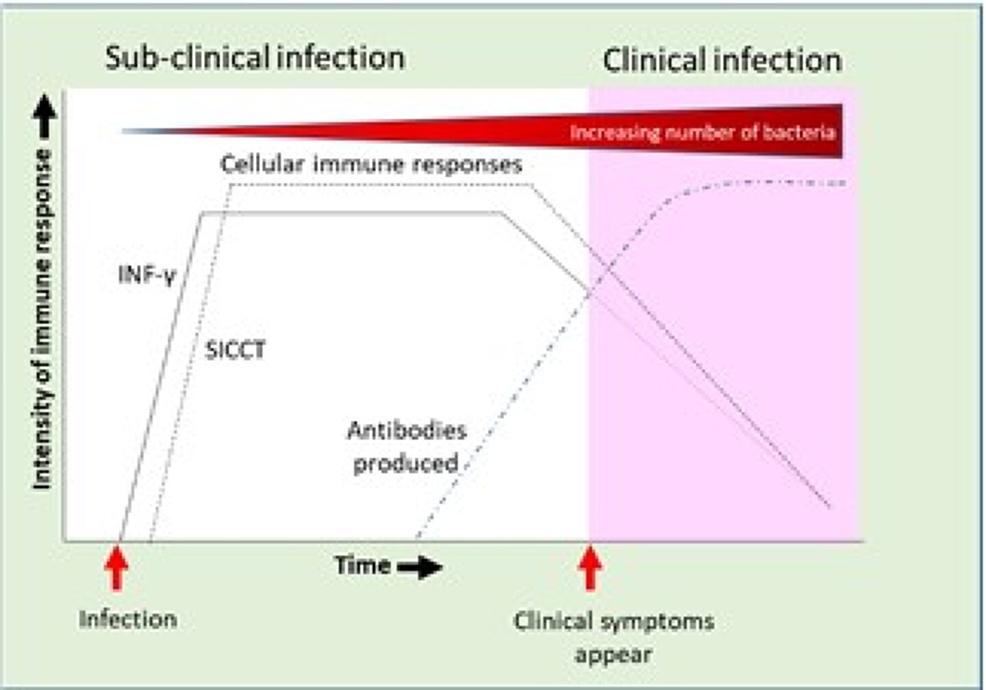 Figure 1: Summary of pattern of immune responses to mycobacterial infections. Based on diagrams produced by Vordermeier et al. (2004) and Rosseels & Huygen (2008)