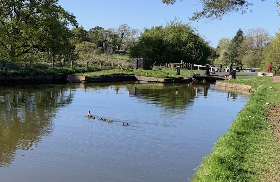 ducklings