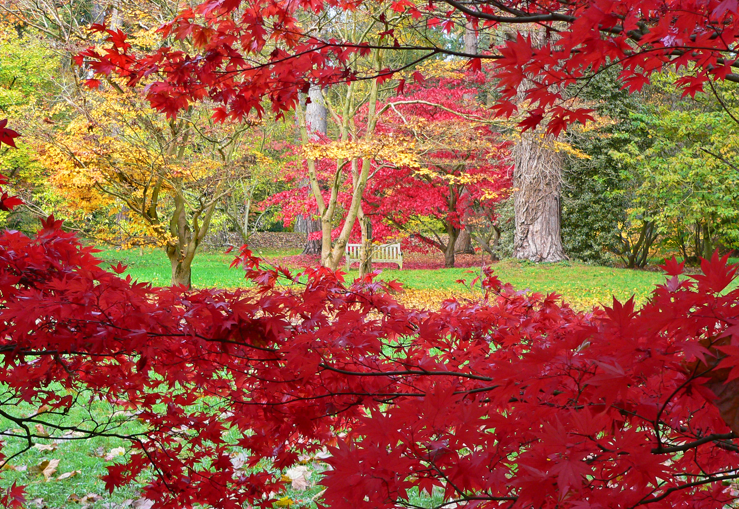Autumn Glory