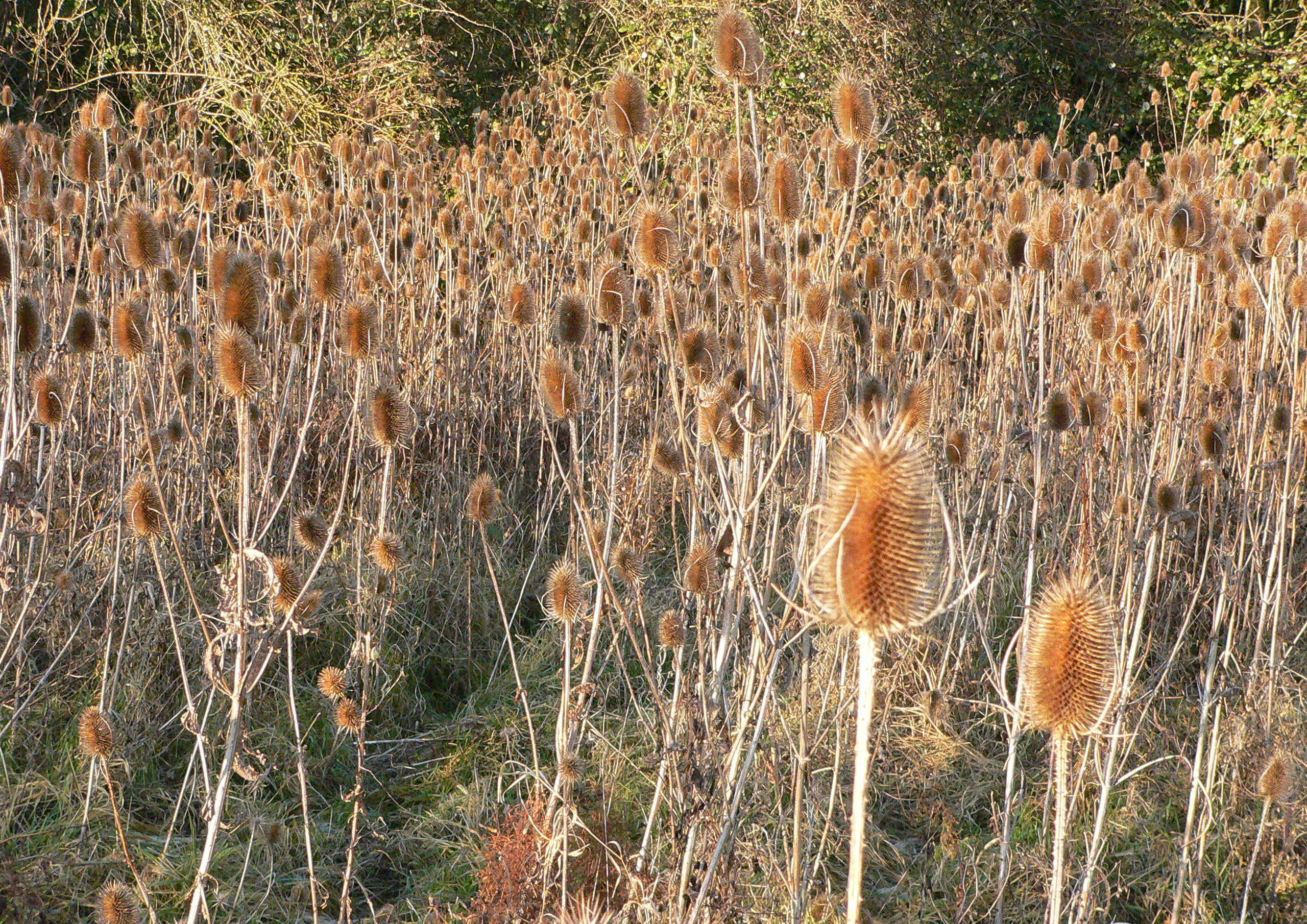 JimT_P1150169_A4